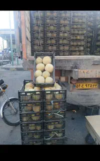 همکاری ملون و هندوانه