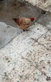 فروش مرغ