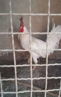 خروس