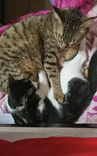 سرپرستی موقت گربه