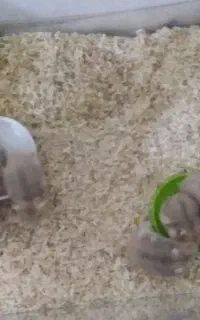 همستر کمپل بالای ۳۰ روزه شیطون