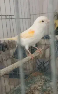 ماده موزایکی بالغ