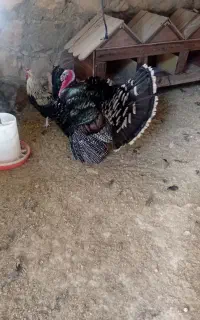 بوقلمون ماده تخم گذار