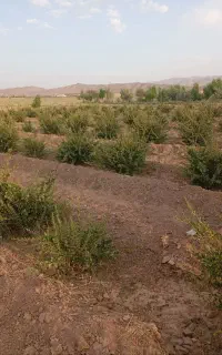 پول لازم هستم