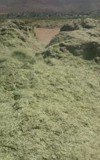 یونجه چین دوم وخصیل گندم