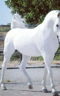 آموزش سوارکاری برای اولین، بار در شهر میناب