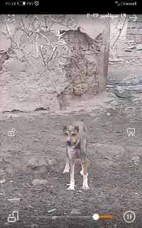سگ گمشده