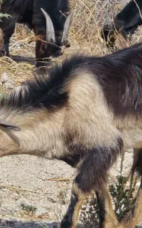 دوتاکهره نر سرحال و چاق
