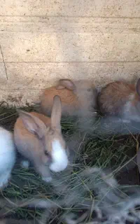 پچه خرگوش
