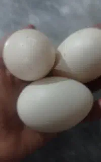 تخم اردک  خارجی