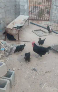 مرغ و خروس محلی