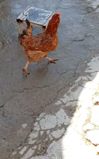 2عدد‌مرغ‌