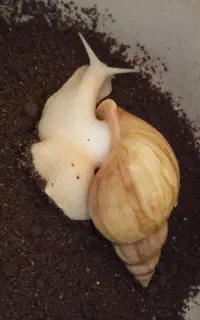 حلزون بزرگ تخم گذار