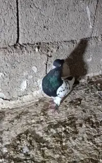 رنگی