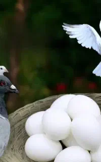 تخم کبوتر
