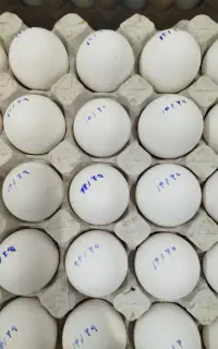 تخم مرغ روز