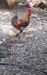 خروس جوان