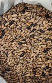 پاچ باقلا و چیتی اصل ضیابری