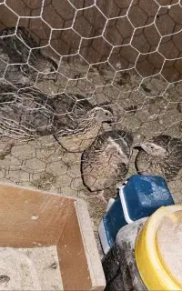 ۹ عدد بلدرچین سالم