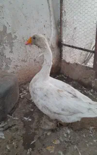غاز سفید چاق ۱۵۰۰