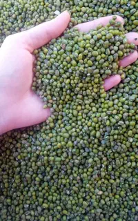 ماش زودپز