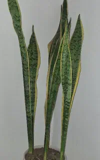 گل سانسوریا