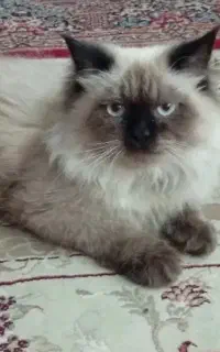 گربه هیمالین نژاد اصلی