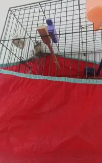 سه عدد سهره یک قناری نر یک جفت عروس هلندی