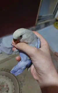 دو عدد کوتوله