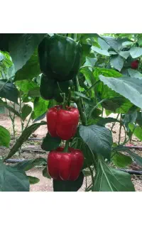 استخدام نیرو داعمی گلخانه