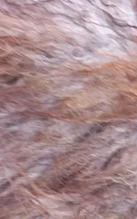 پشم بره  نرم