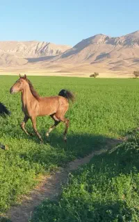 فروش دو راس اسب نریان