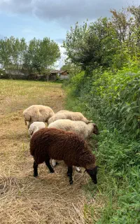 فروش بره