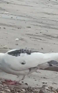 کفتر کبوتر پلاکی