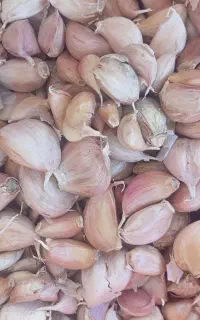 سیر فروشی