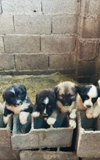 توله های قدرجونی