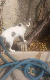 واگذاری گربه