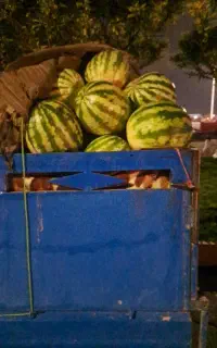 هندوانه درجه ۱