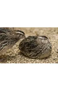 جوجه بلدرچین