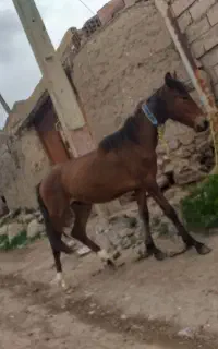 کره