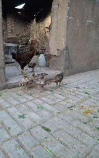 مرغ و جوجه