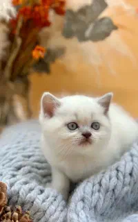 فروش ویژه بریتیش گلد و بلک گلد