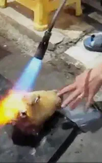 تمیز کردن کله پاچه