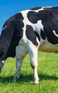 گاو آبستن