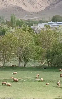 شیشک قوچ دوساله