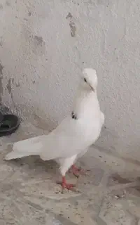 کبوتر لامل