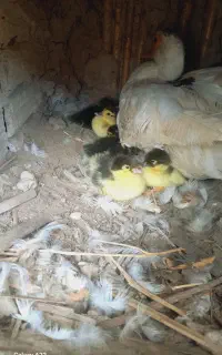 جوجه اردک خارجی