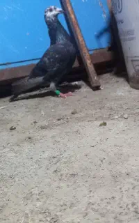 کبوتر المانی