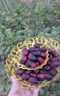 رطب تازه