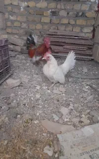 مرغ و خروس جاپنیز
